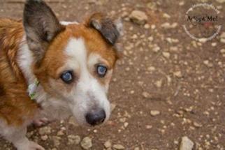 Miniature Pinscher Dogs for adoption in Belleuve, NE, USA