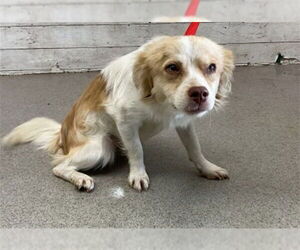 Chihuahua Dogs for adoption in San Bernardino, CA, USA