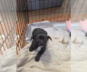 Medium Photo #3 Dachshund-Unknown Mix Puppy For Sale in SHERBURNE, NY, USA