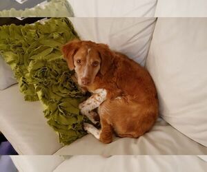 Brittany Dogs for adoption in St. Louis Park, MN, USA