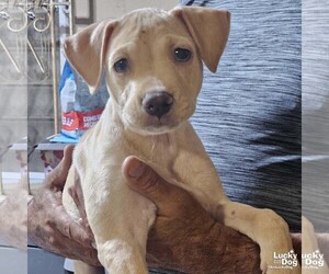 Labrador Retriever-Unknown Mix Dogs for adoption in Washington, DC, USA