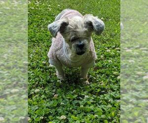 Shih Tzu Dogs for adoption in Greensboro, NC, USA