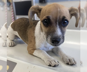 Chihuahua Dogs for adoption in Vail, AZ, USA