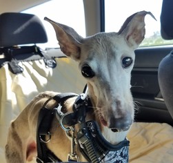 Whippet Dogs for adoption in Prosser, WA, USA