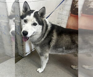Siberian Husky Dogs for adoption in San Bernardino, CA, USA