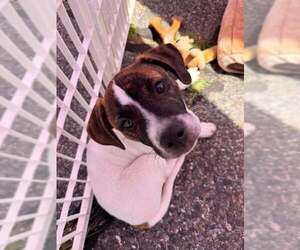 Mutt Dogs for adoption in pomfret, CT, USA