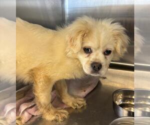 Pekingese-Unknown Mix Dogs for adoption in Salisbury, NC, USA