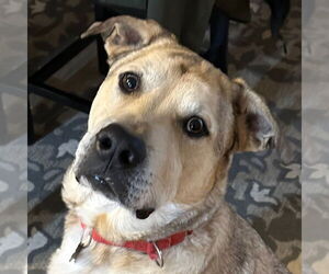 Anatolian Shepherd-Unknown Mix Dogs for adoption in Canton, CT, USA
