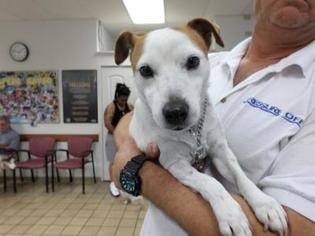 Parson Russell Terrier Dogs for adoption in West Palm Beach, FL, USA