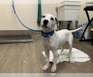 Dalmatian Dogs for adoption in Pasadena, CA, USA