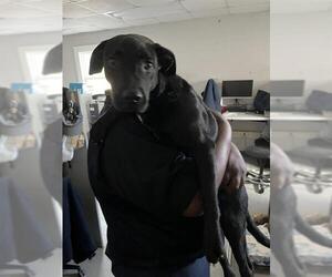 Labrador Retriever Dogs for adoption in Augusta, GA, USA