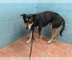 German Shepherd Dog-Unknown Mix Dogs for adoption in Downey, CA, USA