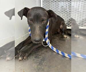 American Pit Bull Terrier Dogs for adoption in Bakersfield, CA, USA