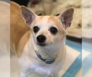 Chihuahua Dogs for adoption in Stanhope, NJ, USA