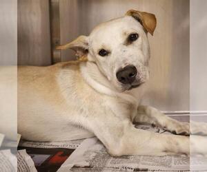 Mutt Dogs for adoption in San Antonio, TX, USA