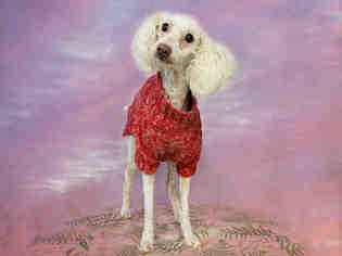 Poodle (Miniature) Dogs for adoption in Sugar Land, TX, USA