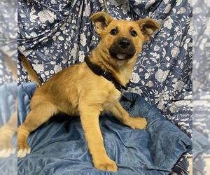 Mutt Dogs for adoption in Modesto, CA, USA