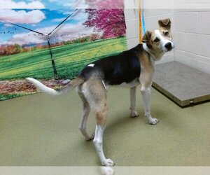 Beagle-Unknown Mix Dogs for adoption in Moreno Valley, CA, USA