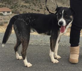Borador Dogs for adoption in Incline Village, NV, USA