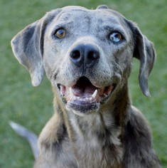 Catahoula Leopard Dog Dogs for adoption in Little Elm, TX, USA