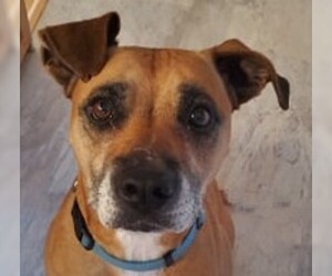 Boxer Dogs for adoption in Longview, WA, USA