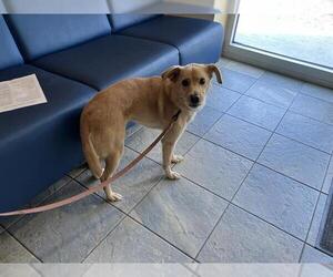 Mutt Dogs for adoption in Orange, CA, USA