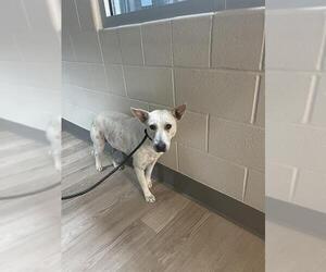 Mutt Dogs for adoption in Pearland, TX, USA