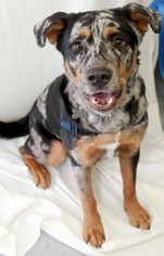 Catahoula Leopard Dog Dogs for adoption in Raleigh, NC, USA