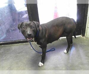 American Pit Bull Terrier-Unknown Mix Dogs for adoption in Tulsa, OK, USA