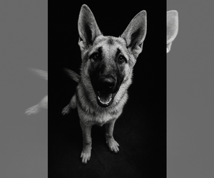 Mutt Dogs for adoption in Chinook, MT, USA