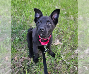 Labrador Retriever-Unknown Mix Dogs for adoption in Brooklyn Center, MN, USA