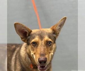 German Shepherd Dog-Unknown Mix Dogs for adoption in Las Vegas, NV, USA