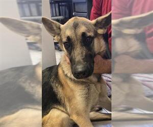 Mutt Dogs for adoption in Bakersfield, CA, USA