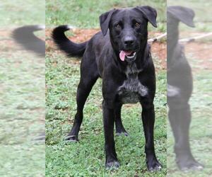 Spanador Dogs for adoption in Lovingston, VA, USA