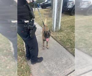 Mutt Dogs for adoption in Houston, TX, USA