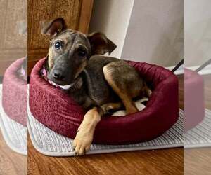German Pinscher-Whippet Mix Dogs for adoption in Cave Creek, AZ, USA