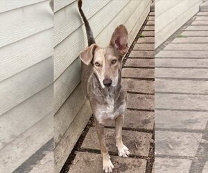 Unknown-Weimaraner Mix Dogs for adoption in Pawtucket, RI, USA