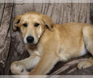 Shepradors Dogs for adoption in Princeton, MN, USA