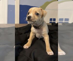 Mutt Dogs for adoption in Oak Bluffs, MA, USA