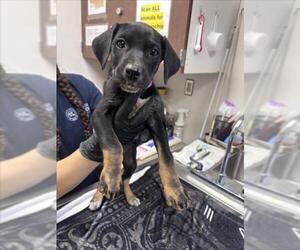 German Shepherd Dog-Unknown Mix Dogs for adoption in Norco, CA, USA