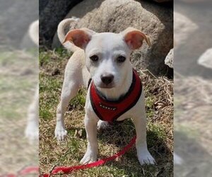 Chihuahua-Unknown Mix Dogs for adoption in St. Louis Park, MN, USA