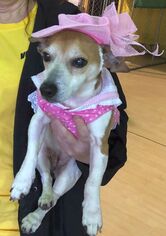 Jack Russell Terrier Dogs for adoption in Rockaway, NJ, USA
