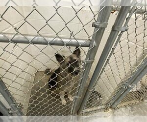 Medium Photo #2 German Shepherd Dog-Unknown Mix Puppy For Sale in Rosenberg, TX, USA