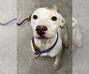 Mutt Dogs for adoption in Canton, CT, USA