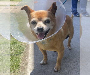 Chihuahua Dogs for adoption in Camarillo, CA, USA
