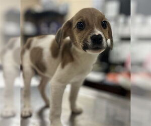 Labbe Dogs for adoption in Center Township, PA, USA