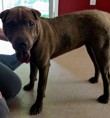 Chinese Shar-Pei Dogs for adoption in Lake City, MI, USA