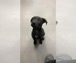 Labrador Retriever-Unknown Mix Dogs for adoption in Corpus Christi, TX, USA