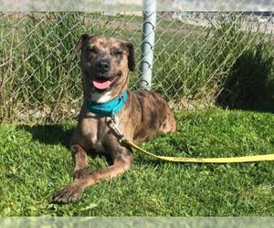 Catahoula Leopard Dog-Unknown Mix Dogs for adoption in Reedsport, OR, USA