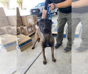 Mutt Dogs for adoption in Bakersfield, CA, USA